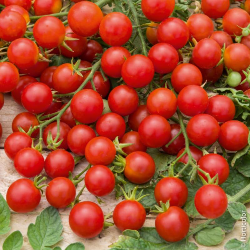 Tomate cerise bio 500 gr 