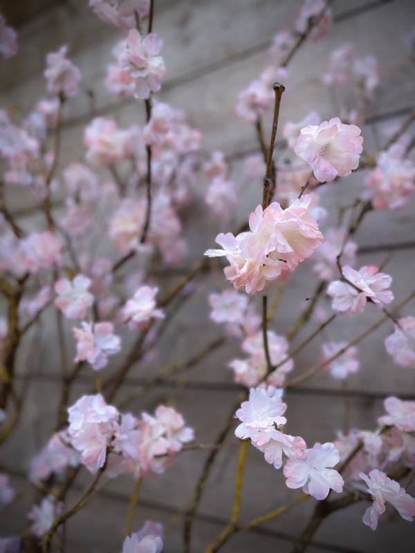 Arbre fleuri 