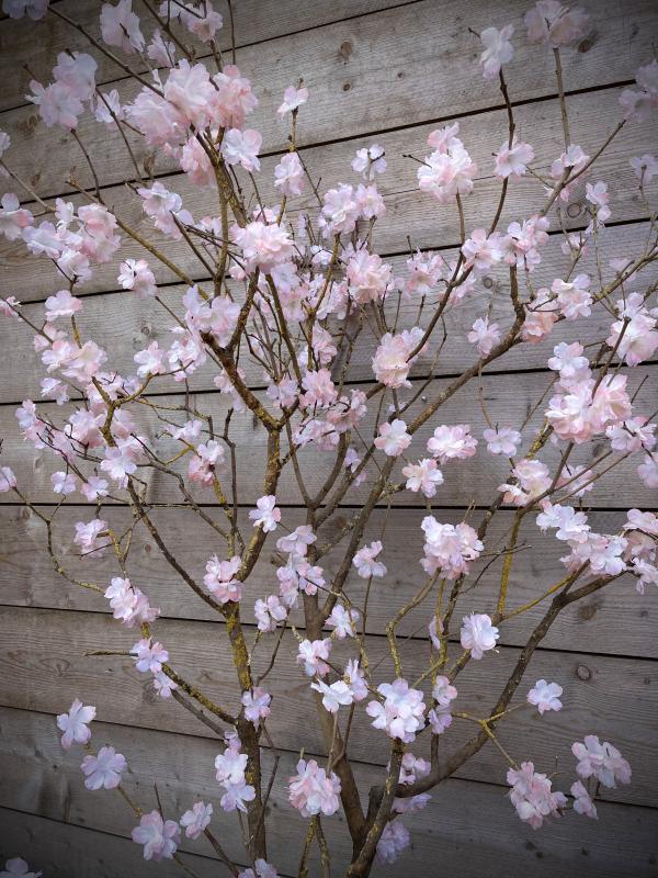 Arbre fleuri 